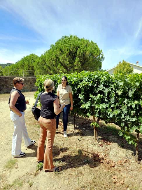 From Porto: Premium Douro Valley 4 Vineyards Tour with Lunch - Why this Douro day works well