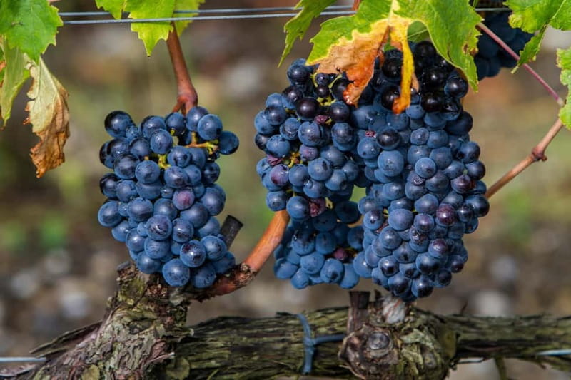From Roma: Montepulciano and Montalcino, on the Wine Routes - Meeting in Piazza del Popolo