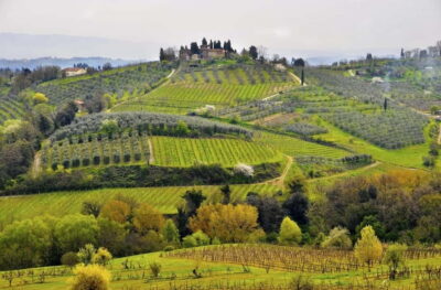 From Siena/Chianti: Dinner & Drinks in the Chianti Vineyards