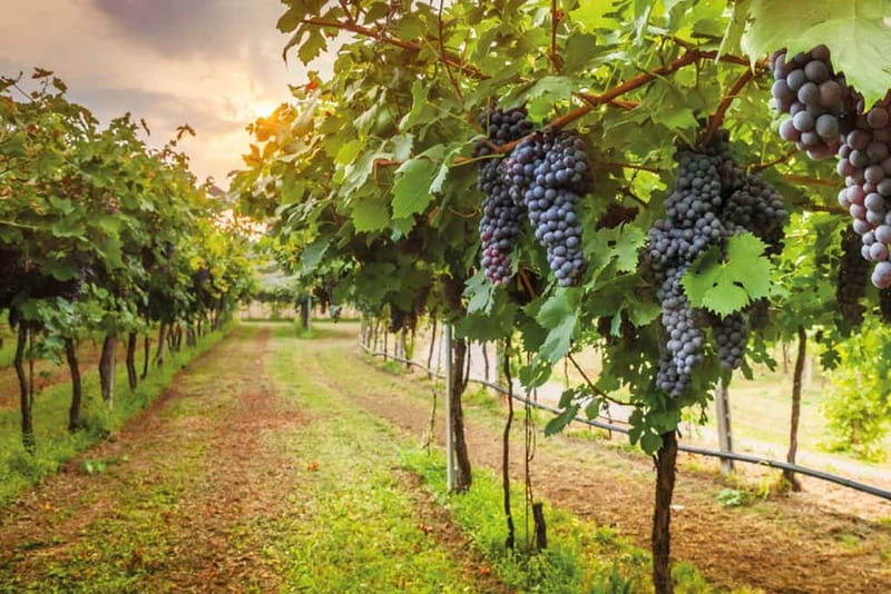 From Siena/Chianti: Dinner & Drinks in the Chianti Vineyards - Wine with dinner, not just before it