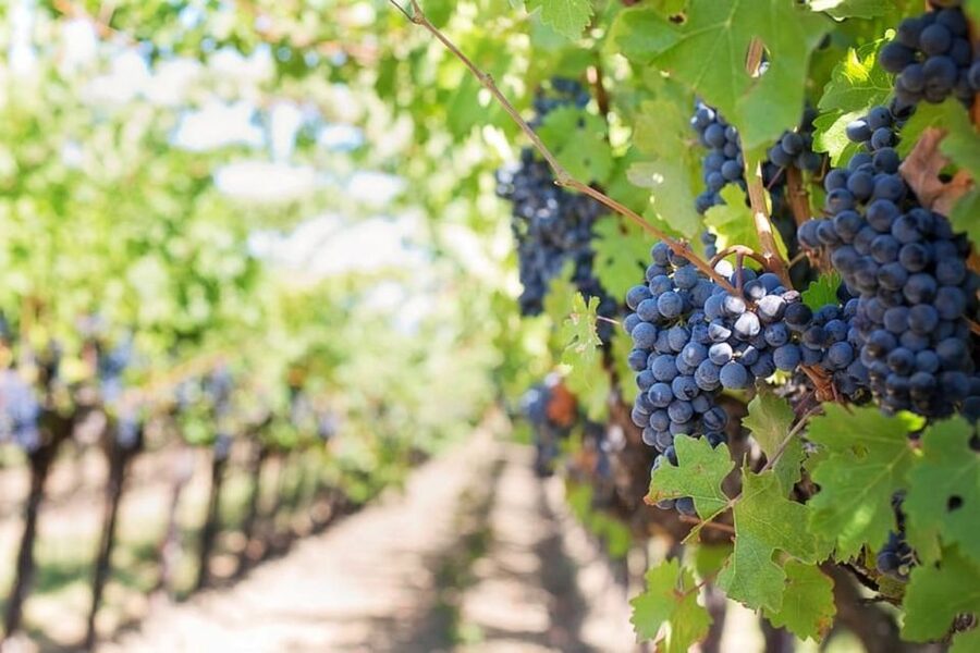 From Sorrento: Skip-the-Line Pompeii Tour and Vineyard Lunch - Who will get the most from this day