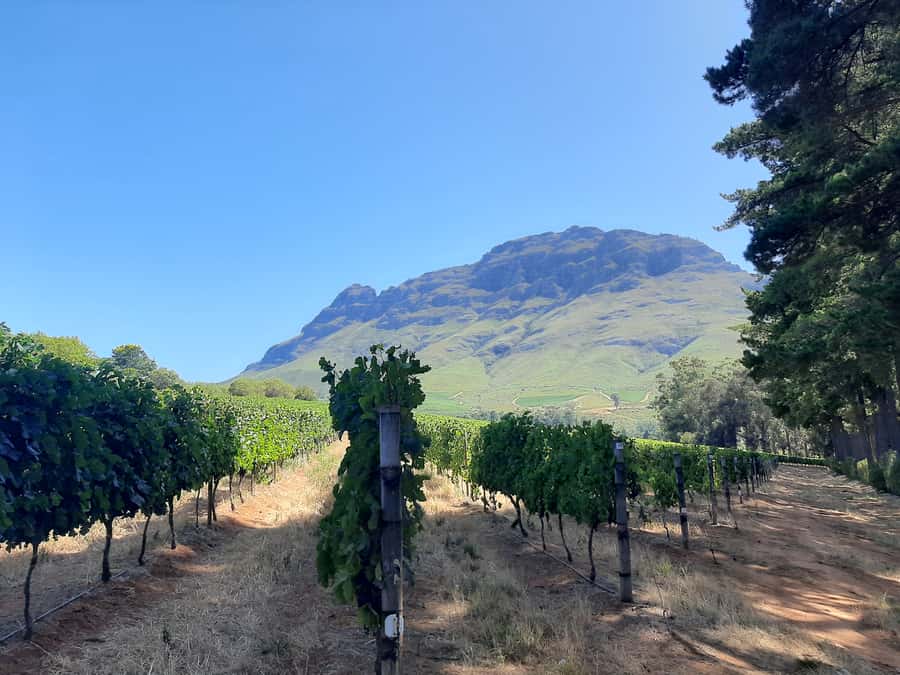 From Stellenbosch: Stellenbosch Guided Vineyard Walk - Key points at a glance
