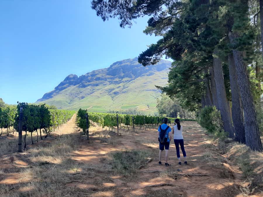 From Stellenbosch: Stellenbosch Guided Vineyard Walk - Why a vineyard walk beats a quick tasting