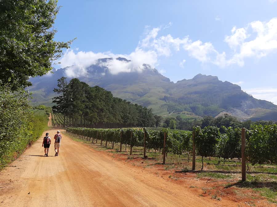 From Stellenbosch: Stellenbosch Guided Vineyard Walk - Walking among Cabernet Sauvignon and Pinot Noir