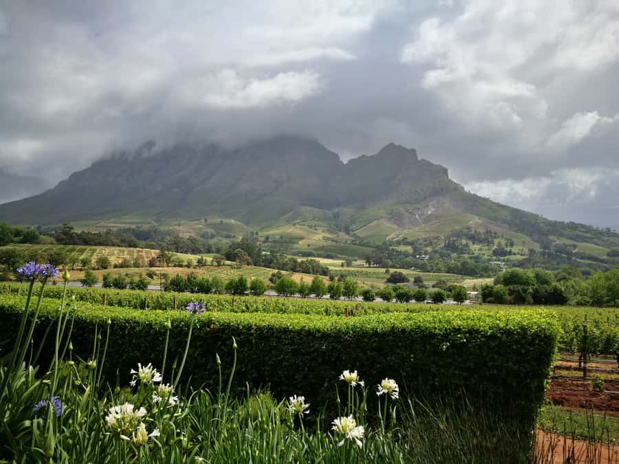 From Stellenbosch: Stellenbosch Guided Vineyard Walk - Proteas, olive trees, and the second farm