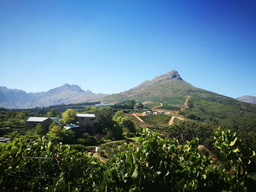 From Stellenbosch: Stellenbosch Guided Vineyard Walk - Lunch and the five-hour pace
