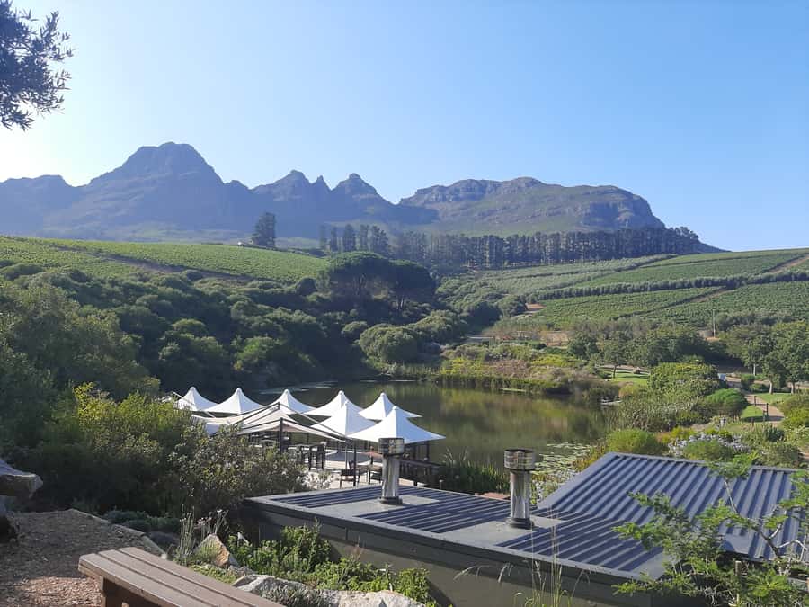 From Stellenbosch: Stellenbosch Guided Vineyard Walk - What the $96 price really covers