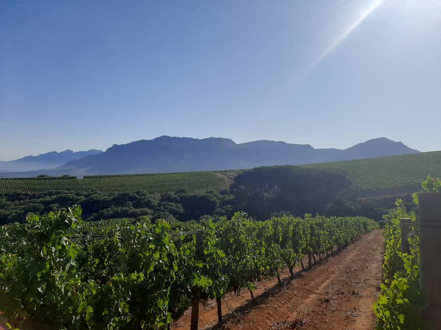 From Stellenbosch: Stellenbosch Guided Vineyard Walk - Who will enjoy this walk most