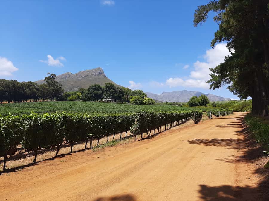 From Stellenbosch: Stellenbosch Guided Vineyard Walk - Starting at Zorgvliet Lodge and Wine Estate