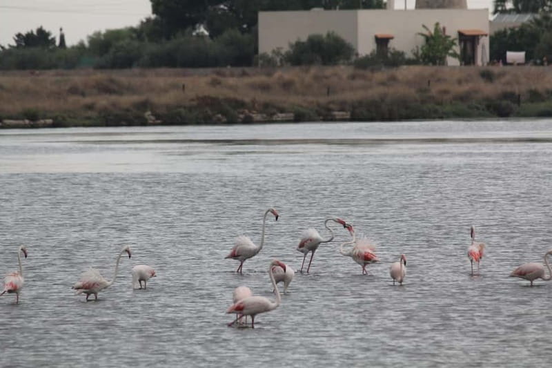 From Trapani: Salt Road Tour With Winery Visit and Boat Trip - Booking details that matter