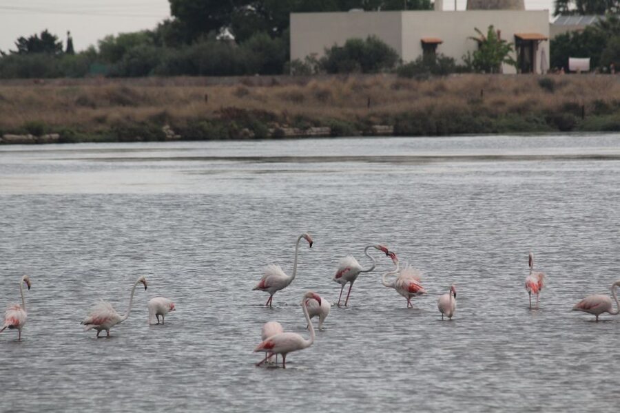 From Trapani: Salt Road Tour With Winery Visit and Boat Trip - Who will enjoy this tour most?