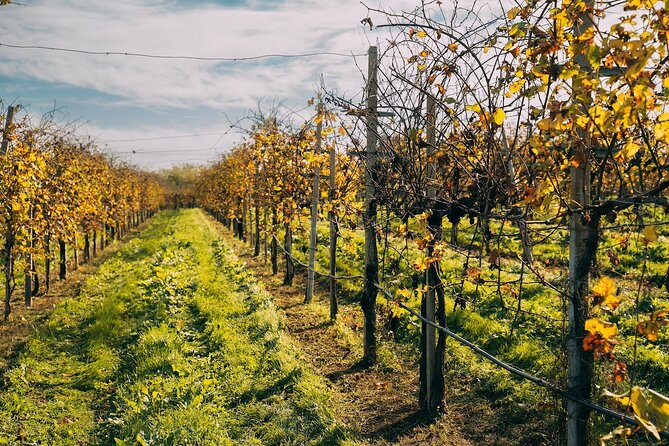 From Venice: Prosecco Wine Region Tour with 2 Tastings - What the $204.46 price really covers