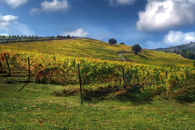 Full day experience | Tasting & art among the Orvieto vineyards - What the $849.68 price really buys