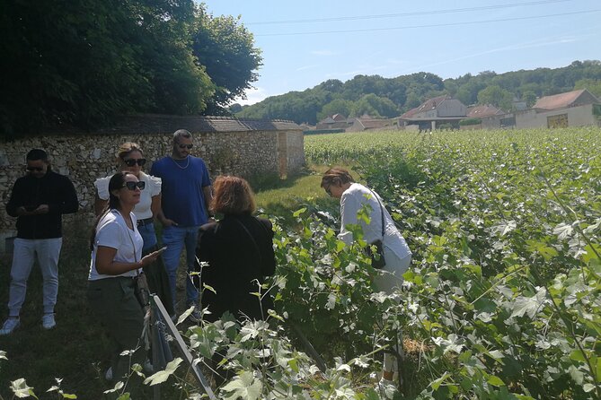 Full-Day Private Champagne Tasting in Reims and its Vineyards - Mailly-Champagne brings you into the vineyard country