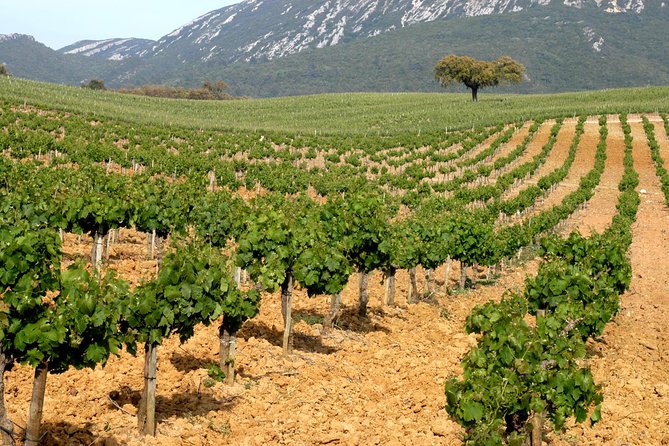 Full Day Private Tour - Arrábida Beaches and Azeitão Wine Region - Cristo Rei as the final Lisbon-area stop