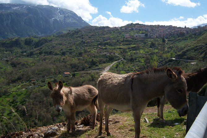 Full Day Private Tour in Medieval Villages and Vineyard in Cefalù - Castelbuono, manna, and the main street