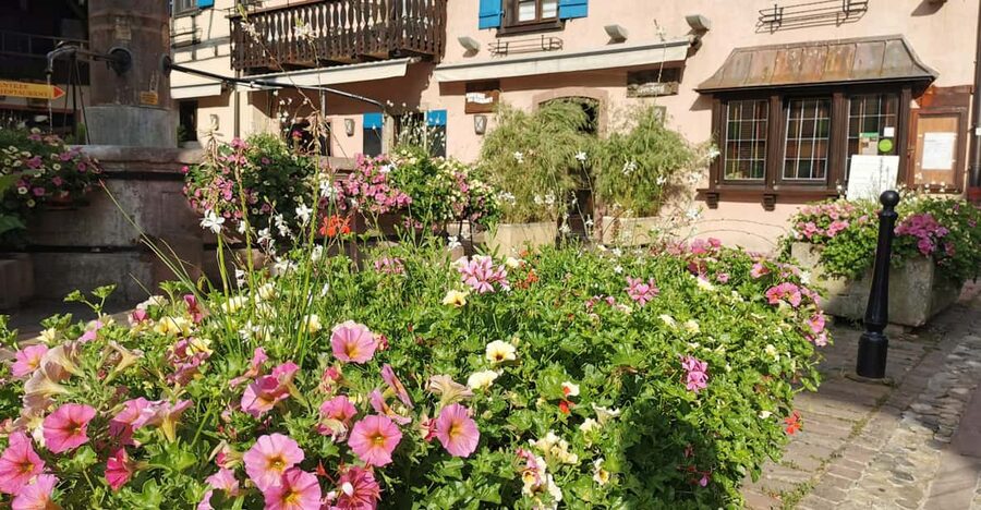 Full Day Safari Tour Villages & Vineyards Wine tasting - Kientzheim and the quieter side of the Wine Route