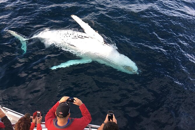 Full-Day Whale Watching and Wine Region Experience from Cape Town - Why this Cape Town day trip works