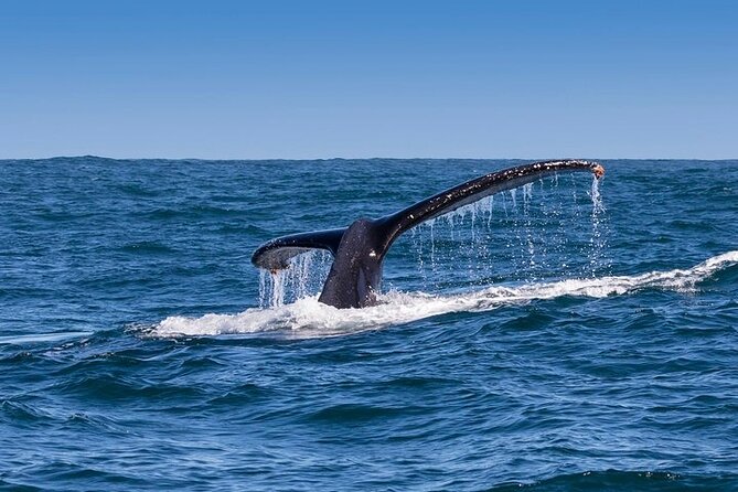 Full-Day Whale Watching and Wine Region Experience from Cape Town - Hermanus and the marine safari