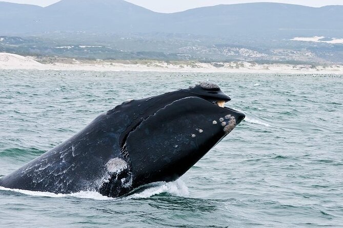 Full-Day Whale Watching and Wine Region Experience from Cape Town - The return to Cape Town