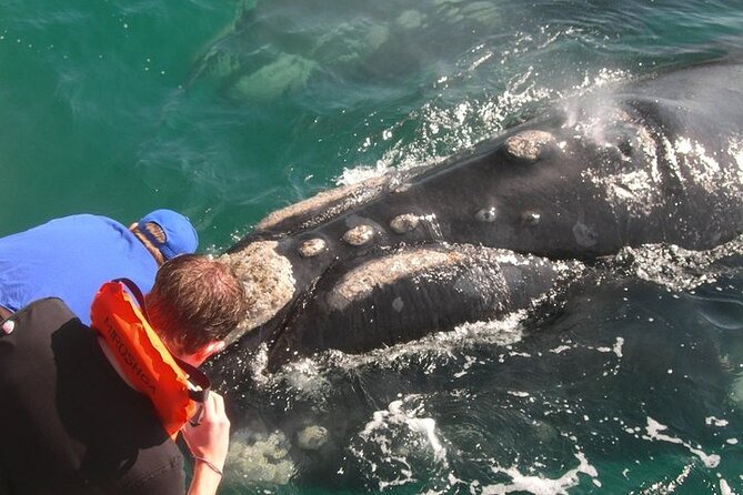Full-Day Whale Watching and Wine Region Experience from Cape Town - The early road to Hermanus