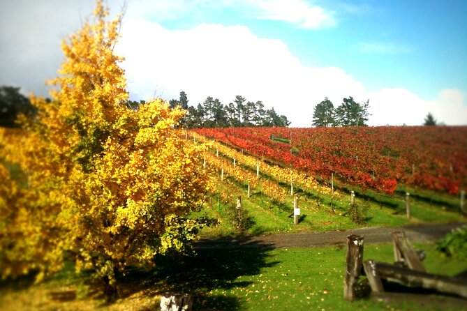 Full-Day Wine Tasting Tour in Auckland with 3-Course Vineyard Lunch - How the group size affects the experience