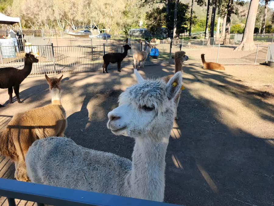 Gold Coast: Lamington Treetops, Wildlife and Vineyard Visit - Alpacas, optional activities, and the time tradeoff