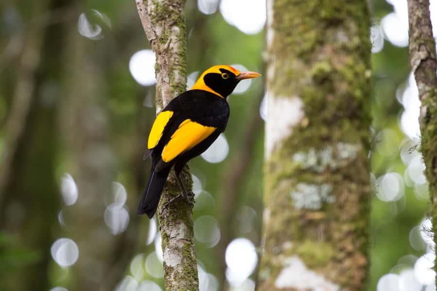 Gold Coast: Lamington Treetops, Wildlife and Vineyard Visit - Transport, group size, and guide style