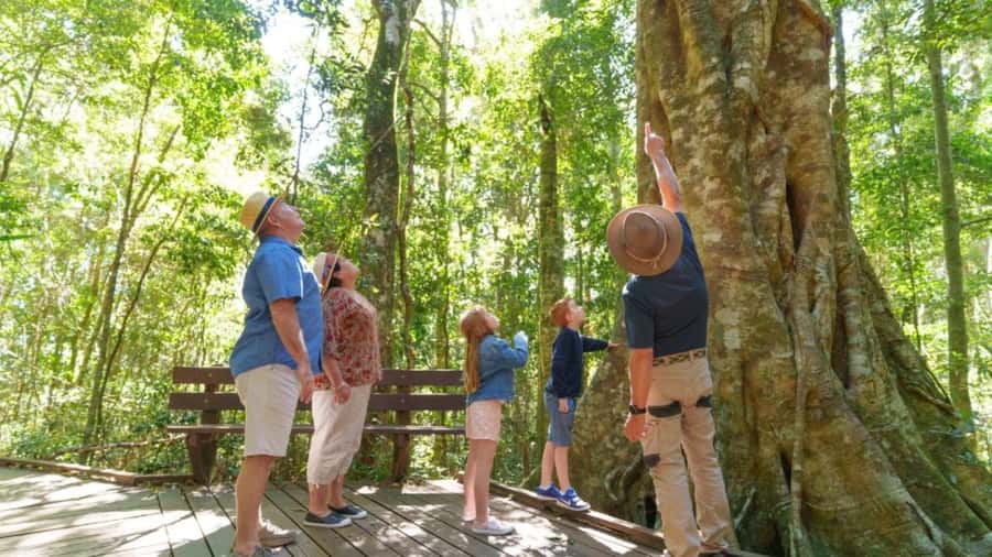 Gold Coast: Lamington Treetops, Wildlife and Vineyard Visit - Who will get the most from this $91 tour