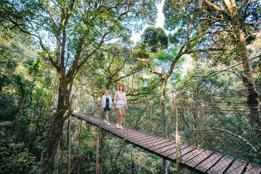 Gold Coast: Lamington Treetops, Wildlife and Vineyard Visit - The treetop canopy walk in Lamington National Park
