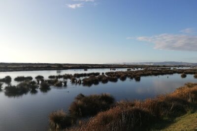 Great Escape Self-Guided Scenic Cycle Winery Tour from Napier