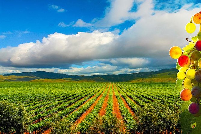 Guadalupe Valley Wine Route Tour in Baja California - Quick takeaways from the Valle de Guadalupe day