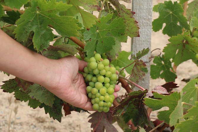Guadalupe Valley Wine Route Tour in Baja California - What the guides add to the experience