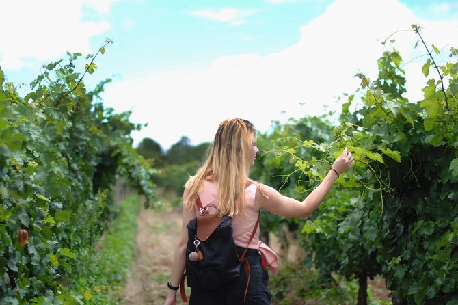 Guided Healdsburg Wine Country Bike and Wine Tasting Tour with lunch - Winery Stops That Fit Your Tastes
