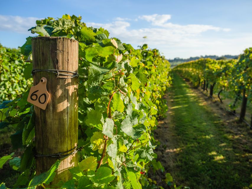 Guided Private Wine Tour to Napa and Sonoma Wine Country - An afternoon tasting in Sonoma