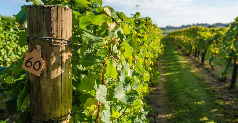 Guided Private Wine Tour to Napa and Sonoma Wine Country - What the $1,095 price really buys