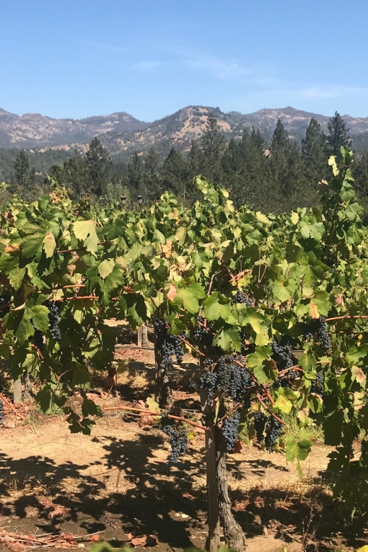 Guided Private Wine Tour to Napa and Sonoma Wine Country - Who will enjoy this private wine tour