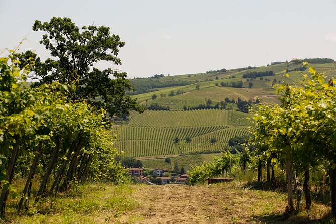 Guided tour of vineyards and winery with tasting 4 wines - Inside the winemaking and aging cellars