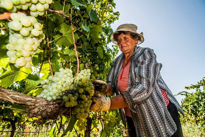 Guided tour through the vineyards with local wine tasting - Should you book this Martina Franca wine tour?