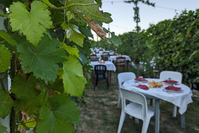 Guided Walk and Lunch in the Vineyard in Alba - What the five-hour schedule feels like