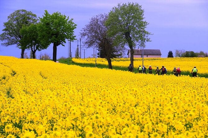 Guided week Bike Tour in France, Burgundy wine region - Day 3: From quiet countryside into Beaune