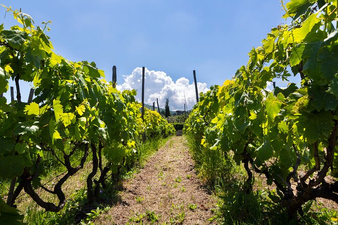Guided Wine Tasting Experience in a Roman Vineyard - Key points to know before you book