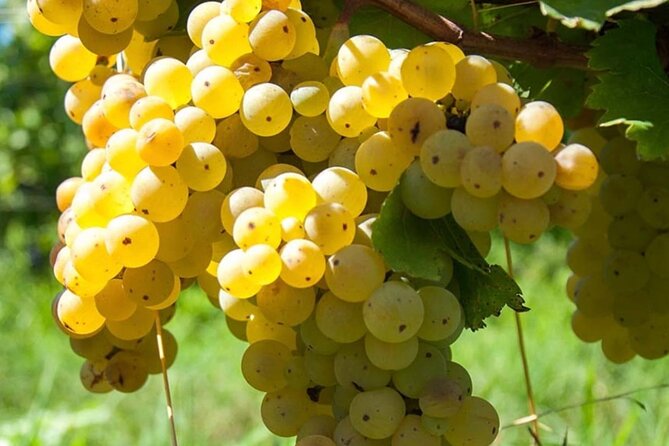 Guided Wine Tasting Experience in a Roman Vineyard - Leaving Rome for Frascati wine country