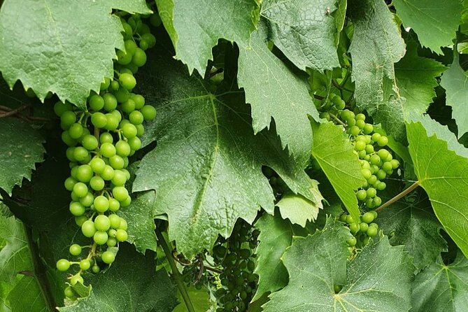 Guided Wine Tasting Experience in a Roman Vineyard - The timing issue you should understand