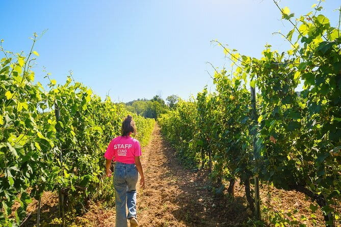 Half day Chianti Vineyard Escape from Florence with Wine Tastings - Two estates, two different impressions