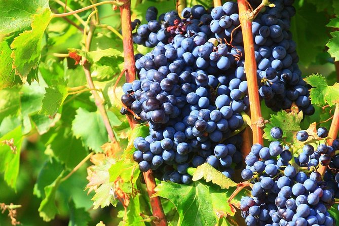 Half Day Great Vineyard Tour from Avignon - Gigondas and Séguret add regional contrast