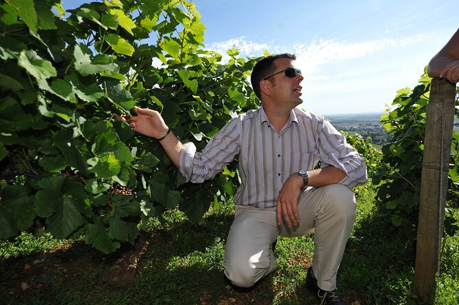 Half Day Tour of the Cote de Nuits Vineyards from Dijon - The Road Through the Côte de Nuits