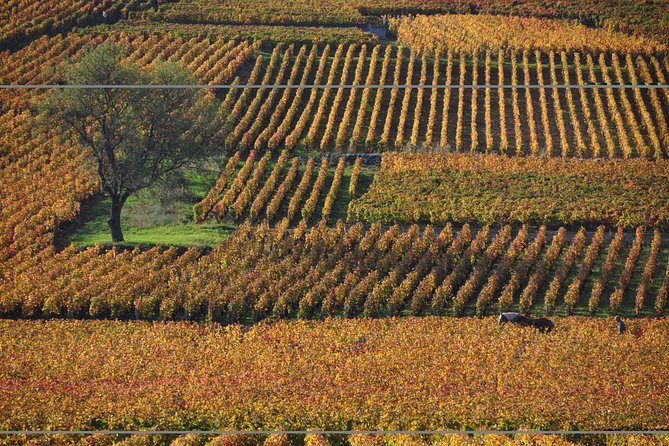 Half Day Tour of the Cote de Nuits Vineyards from Dijon - Walking Among the Vine Plots