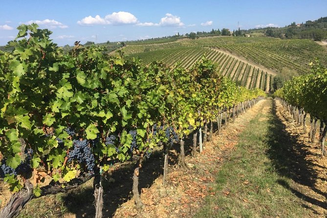 HALF-DAY Tour to Chianti Wine Region: CHIANTI COLORS & FLAVORS - Should You Book Chianti Colors & Flavors?