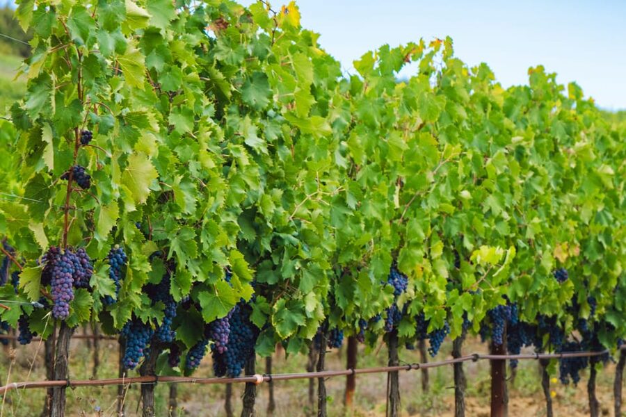 Half-Day Trip from Madrid: Alcalá de Henares & Winery Visit - Why Alcalá de Henares makes a smart half-day trip